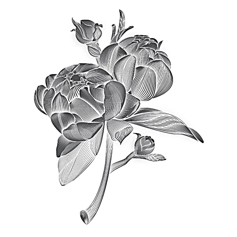 student peony illustration